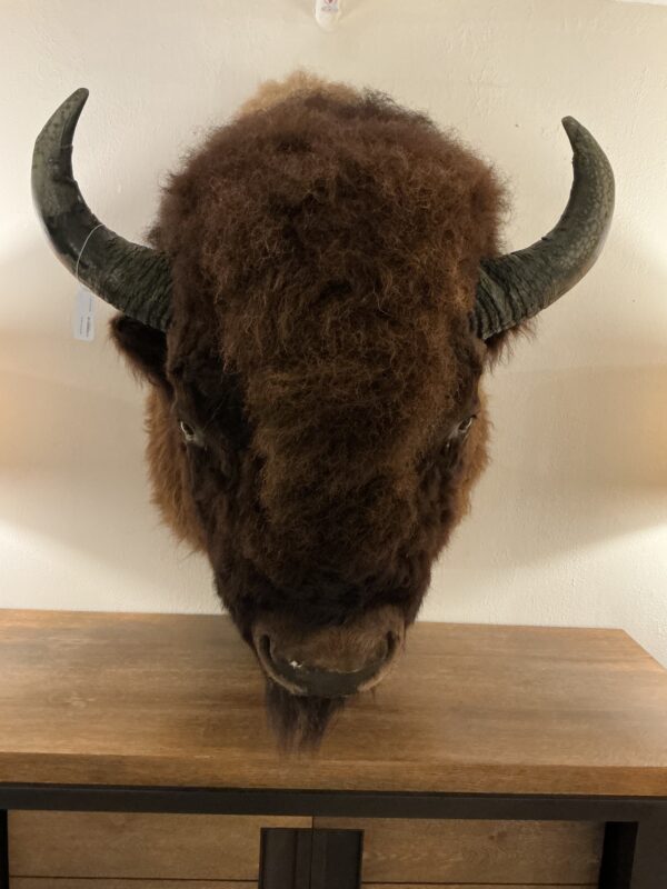 buffalo head