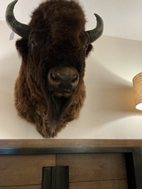 buffalo head