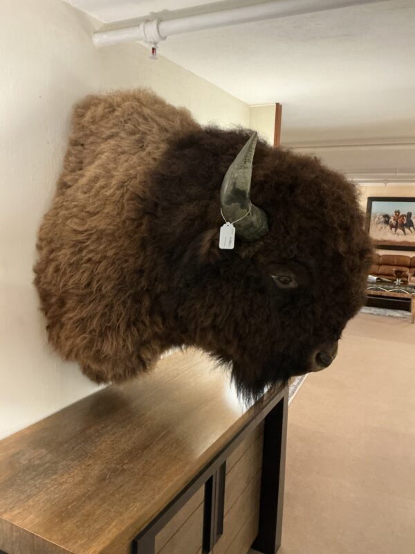 buffalo head