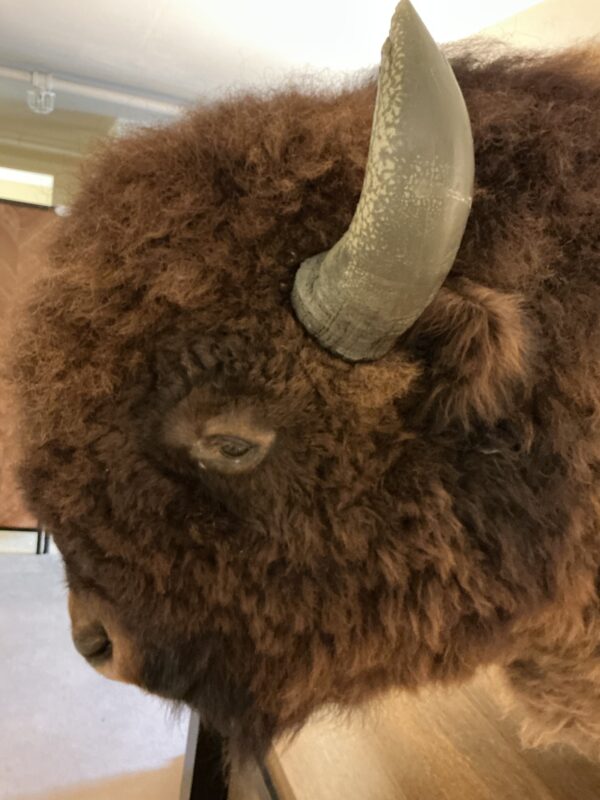 buffalo head