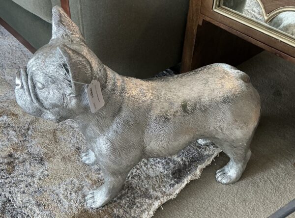 silver french bulldog