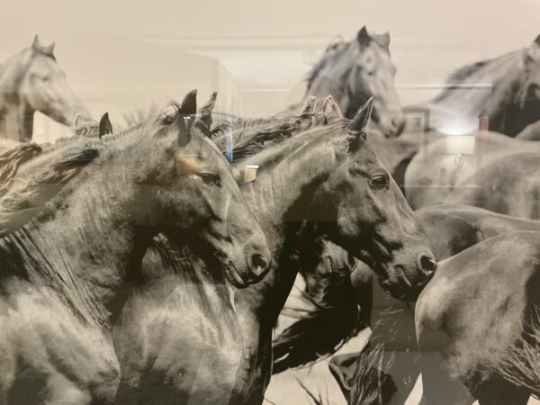 horse framed wall art