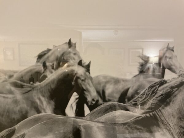 horse framed wall art